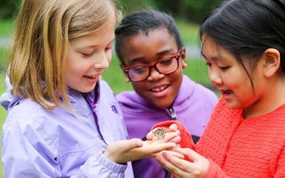 Third Grade Scientists Studying Butterfly Life Cycles